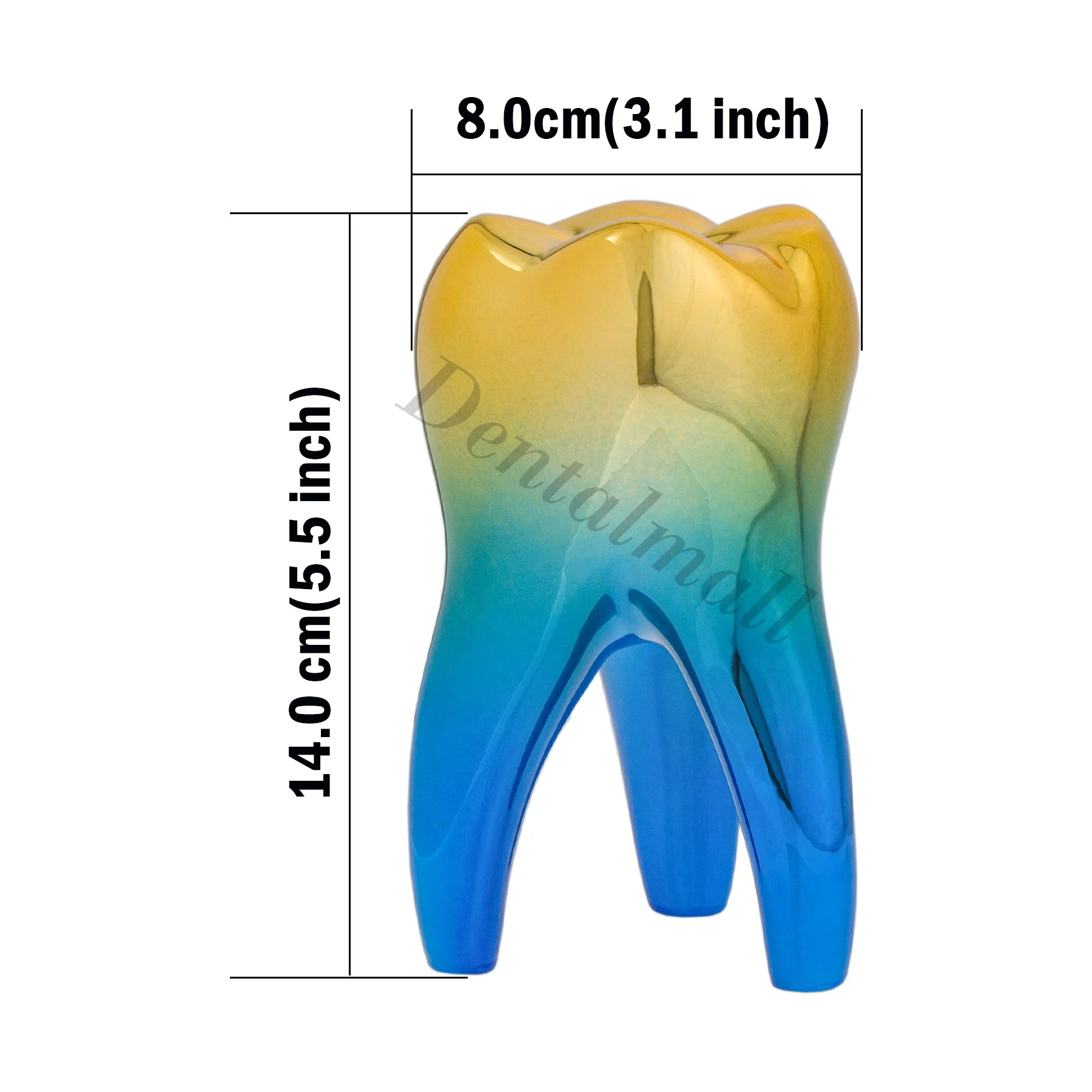 Dental Tooth Model Small Figurines Dentist Gift Ornament Crafts Sculpture 14x8cm