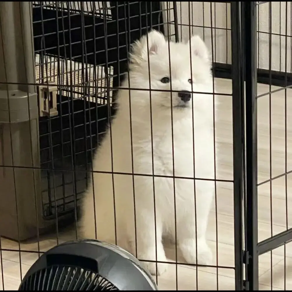 

Серум Crystal CSU Ultra CSL 10h для защиты лакокрасочного покрытия с гарантией 9 лет, придающий глянец и продлевающий срок службы лакокраски, обеспечивающий идеальное покрытие.