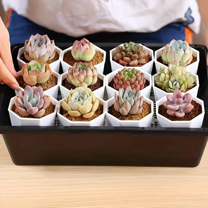 طقم أواني نبات بيضاء مع فتحة تصريف ، أواني زهور بلاستيكية ، أصيص زراعة حضانة للنباتات الداخلية والخارجية ، 5 ، 10: 50 #5