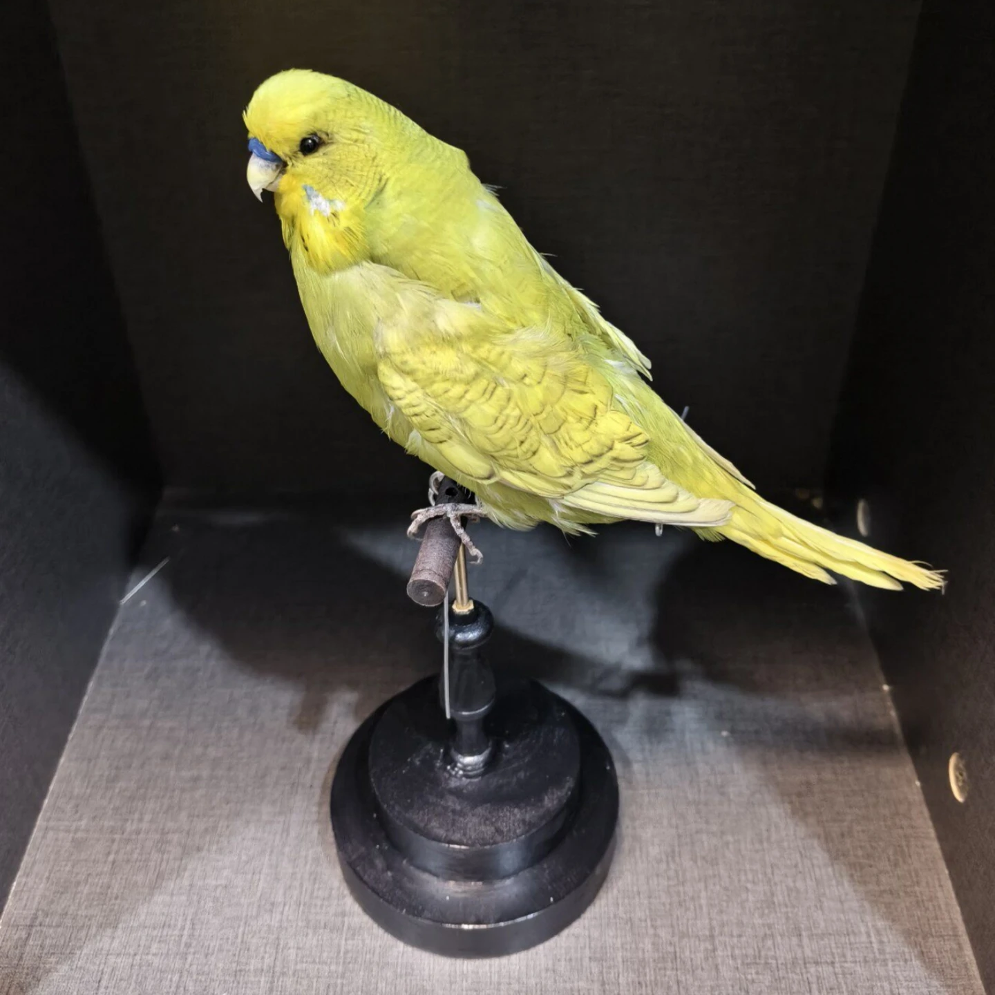 2055 Boutique Artificial Budgie Parrot Model on Wooden Pile Base Resin Taxidermy Style Figurine Gothic Home Decor Desktop