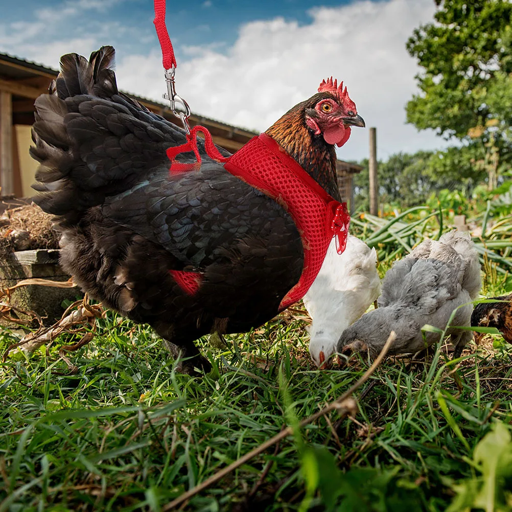 

2 Sets Pet Chicken Strap Hen Leash Rooster Supplies Harness and Accessories for Hens Chickens Harnesses