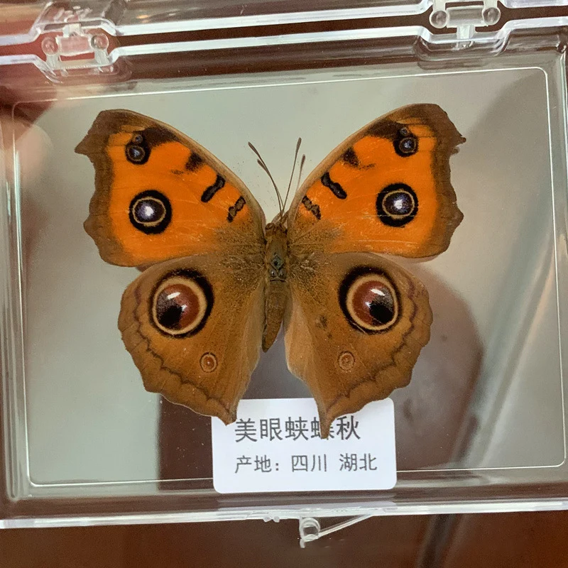 Natural Real Butterfly Specimens Rare And Exquisite Specimens For Home Decoration Display Collection In Teaching Special Gifts image 3