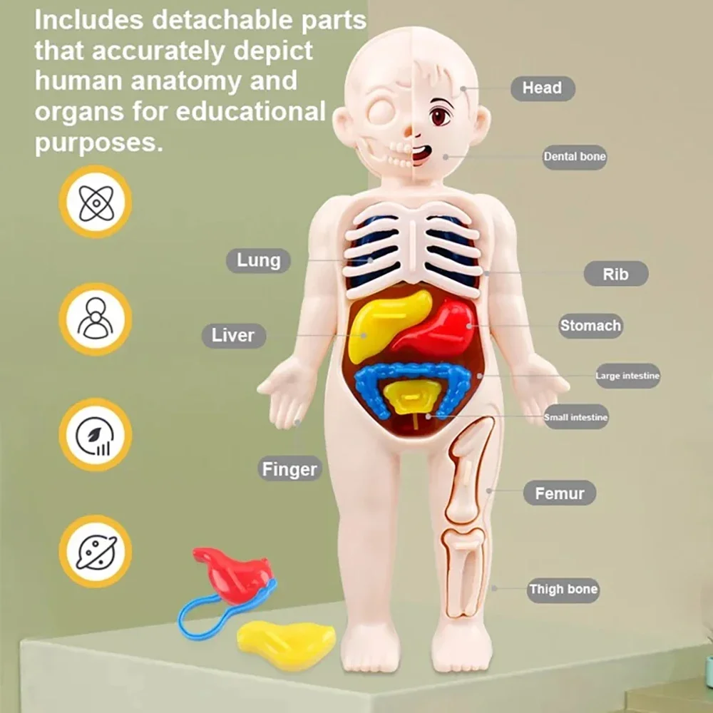 Set di giocattoli Montessori per bambini, educazione scientifica, organo umano, modello di anatomia, strumenti didattici medici assemblati fai da te