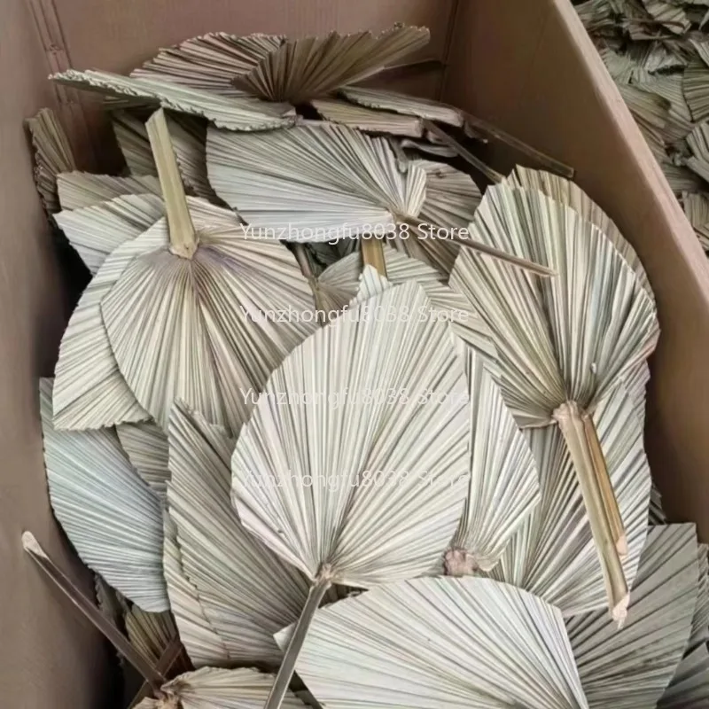 Fleurs de vente chaudes, feuilles de palmier séchées pour famille/événements/mates/décorations et Bouquets