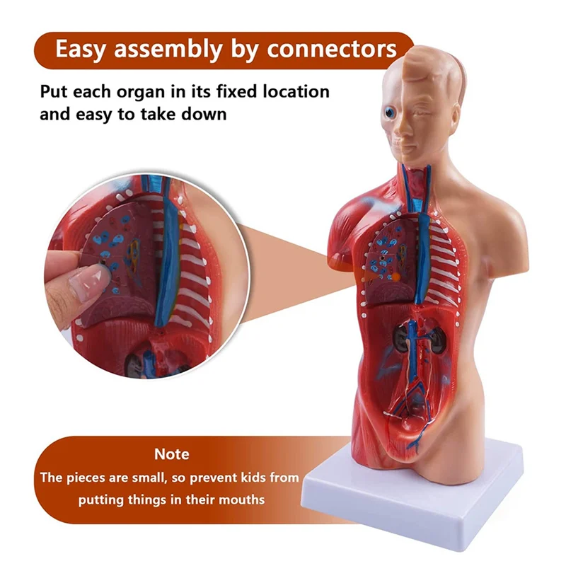 11 Inch Human Torso Body Model Anatomy Anatomical Internal Organs for Student Teaching Study Assembling Model