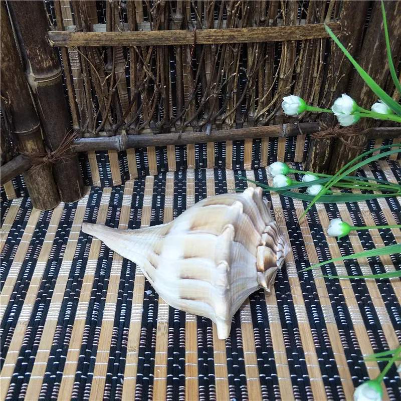 Conch Shell for Fish Tank Landscaping, Conch Whistle, Window Decorations, 15-22cm