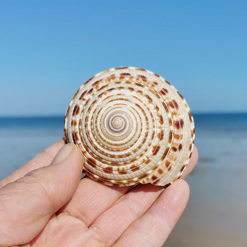 5pcs Straw Hat conch,Natural Conch and Shell Sand Table Landscaping Decoration, Wheel Screw, Collection specimen