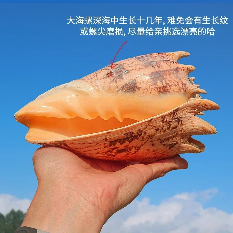 Conch Art Natural Conch Shell Emperor Snail Fish Tank Aquascape Shooting Props Platform Decoration Collection Ornaments