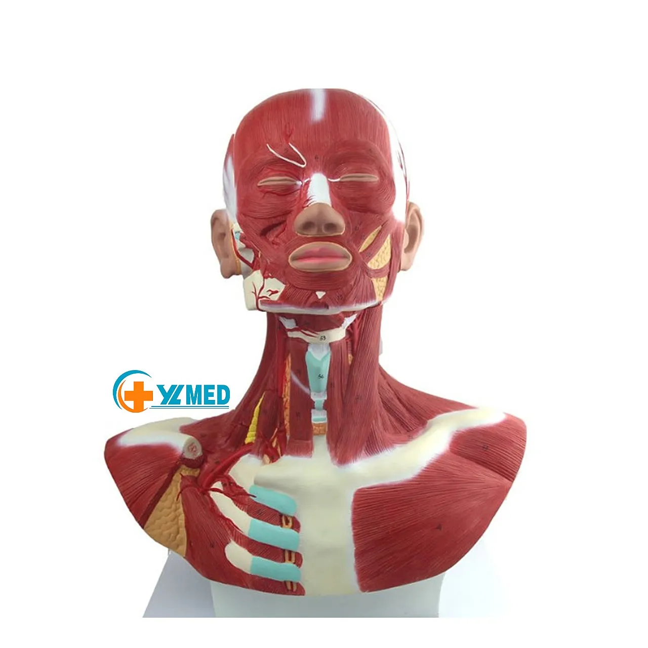 Physical Anatomy Head Face Neck Muscles External Carotid Artery Distribution Model