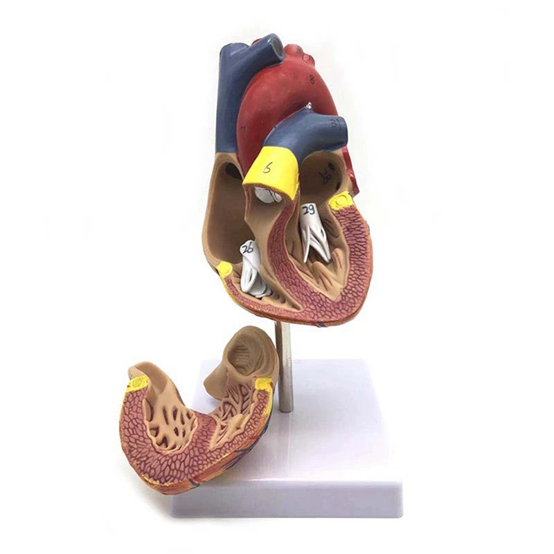 1: 1 Human Heart Model, Anatomically Accurate Heart Model & 1.5 Times Human Ear Anatomy Model Showing Organs