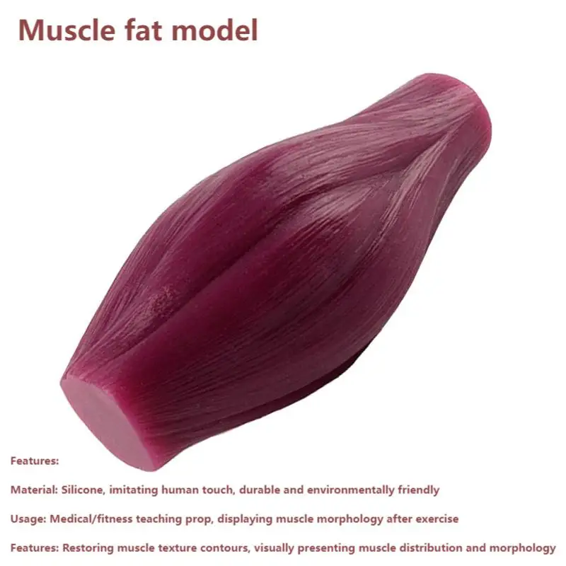 1 Lb Human Body Muscle and Fat Replica Model  Fitness Commentary Model Health Care