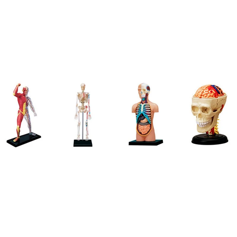 HOT--Torso Human Body Model Removable Parts Education Organs Model For Teaching Study Class Students