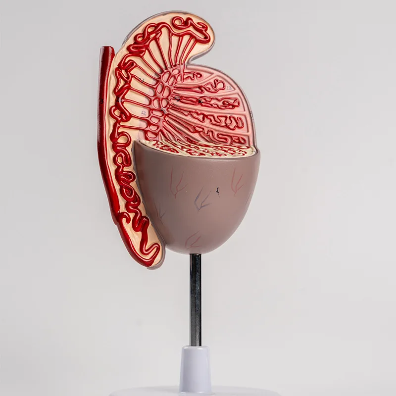 Anatomical model of male human reproductive organ system Teaching model of genital urology