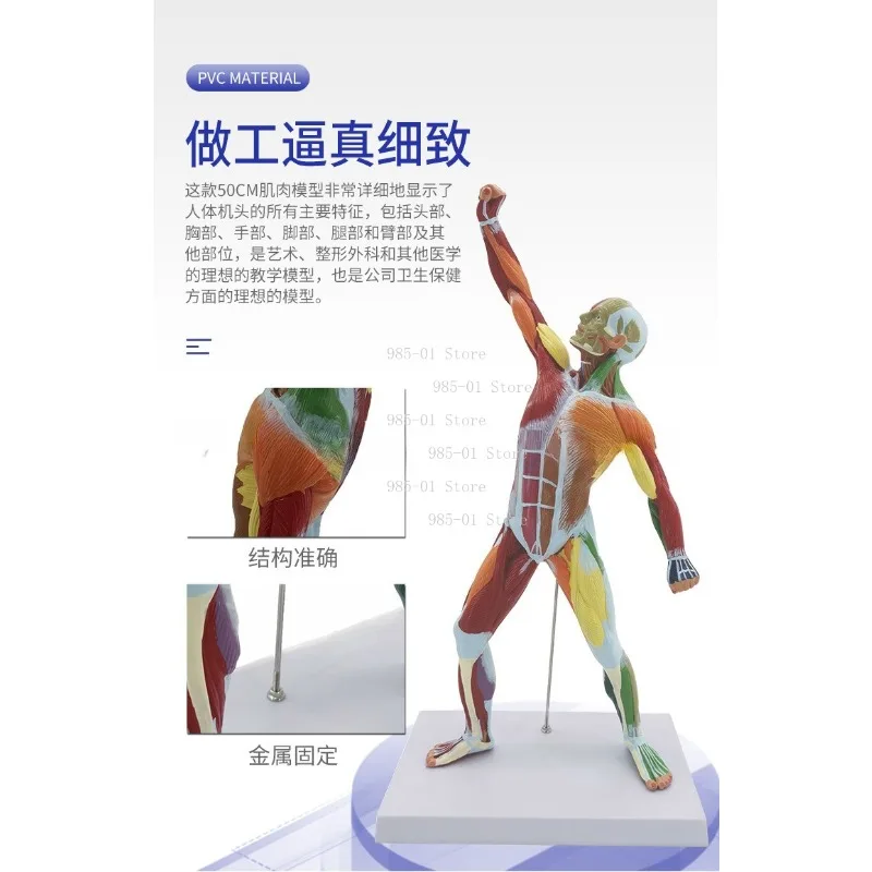 80CM human anatomy model, detachable muscles & internal organs for anatomical study