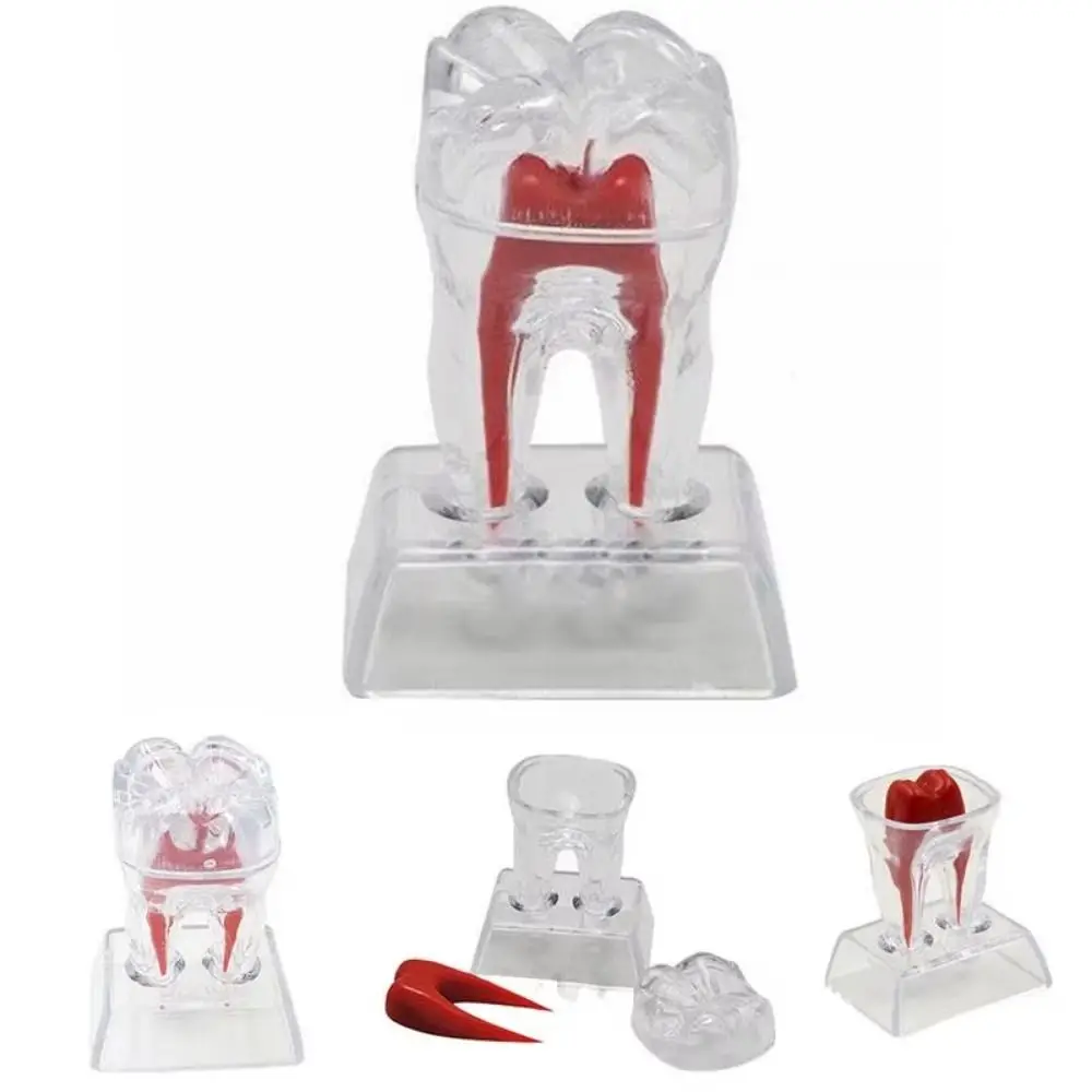 With Base Decomposable Dental Teeth Model Hard Separable Dental Anatomical Structure Single Tooth Transparent
