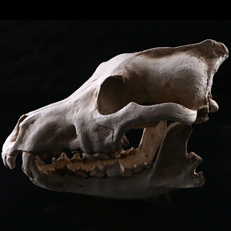 الحيوان نموذج الحرف ديكور المنزل الراتنج ابن آوى هالوين هدية الجمجمة رئيس #4