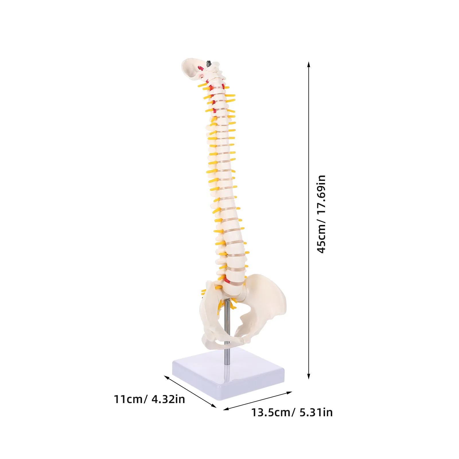 1Pcs Human Spine PVC Anatomy for Education Doctor Nurse Student Practice Display Spine Model Spinal Model