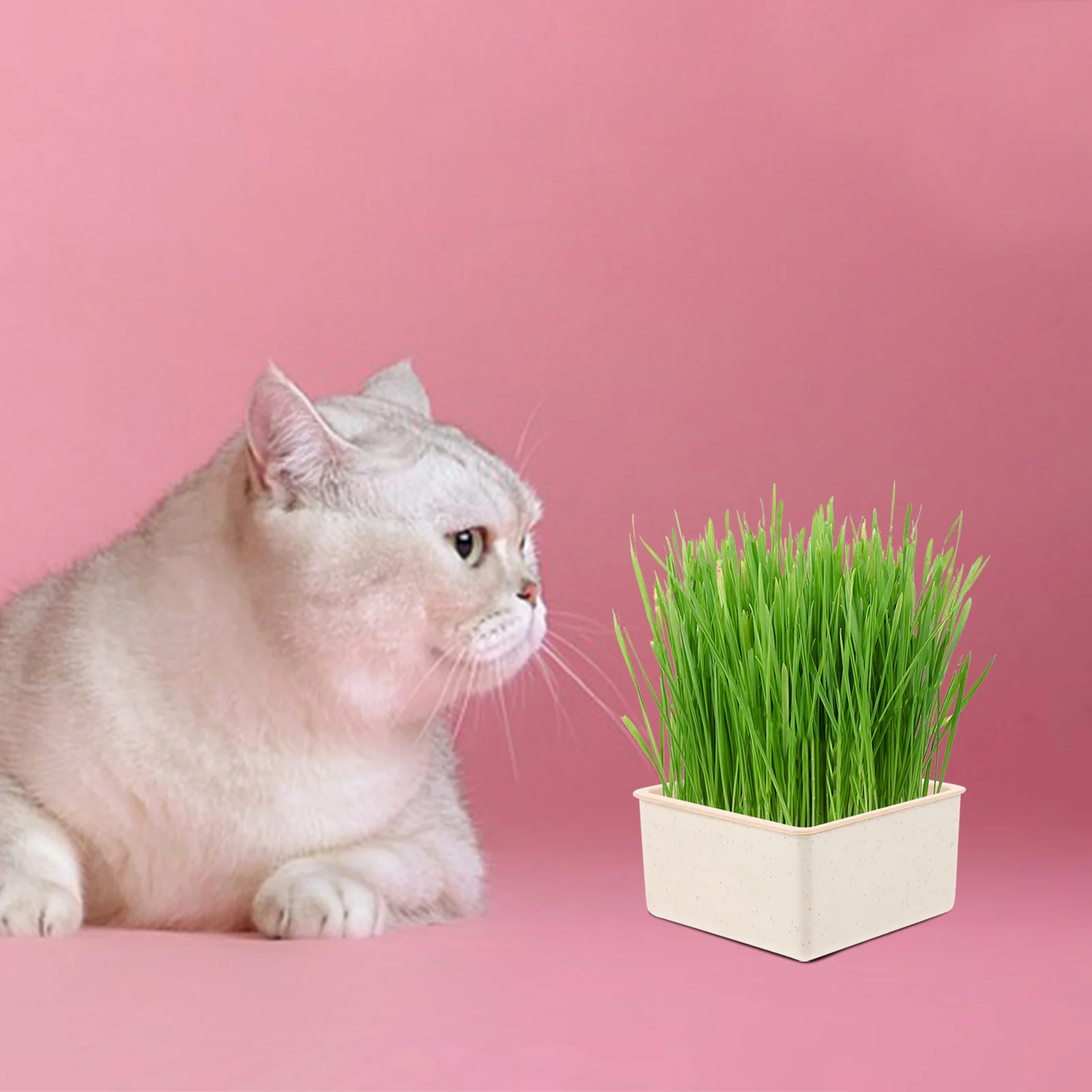 

Cat Grass Planting Box Hydroponic Soilless System Double Layer Design Water Cat Plant Planter For Home Household