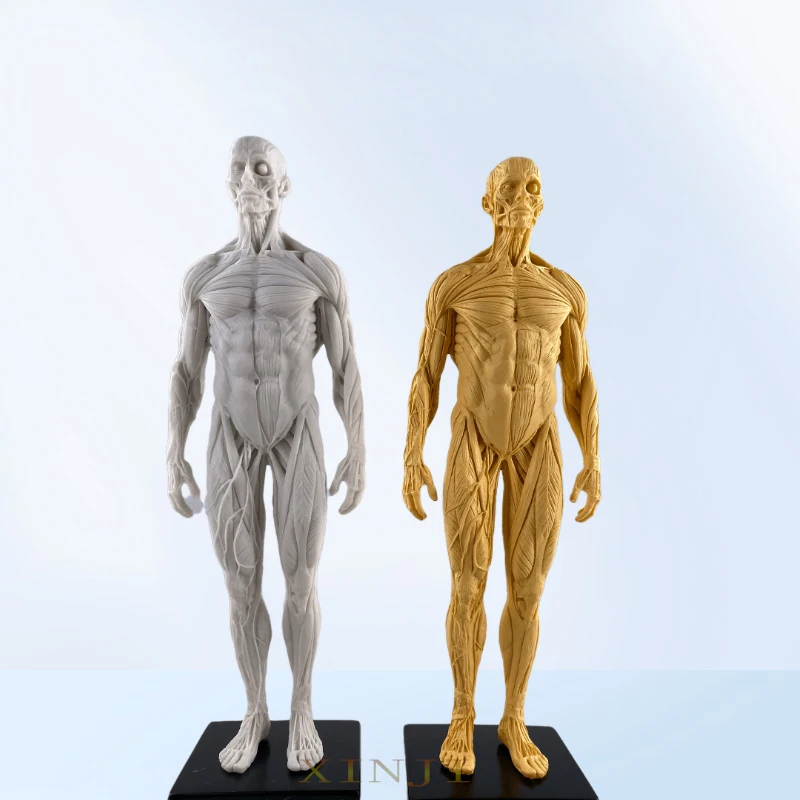 30cm Artistic Human Mannequin Musculoskeletal Anatomy Human Structure Art Model CG Painting Sculpture Teaching