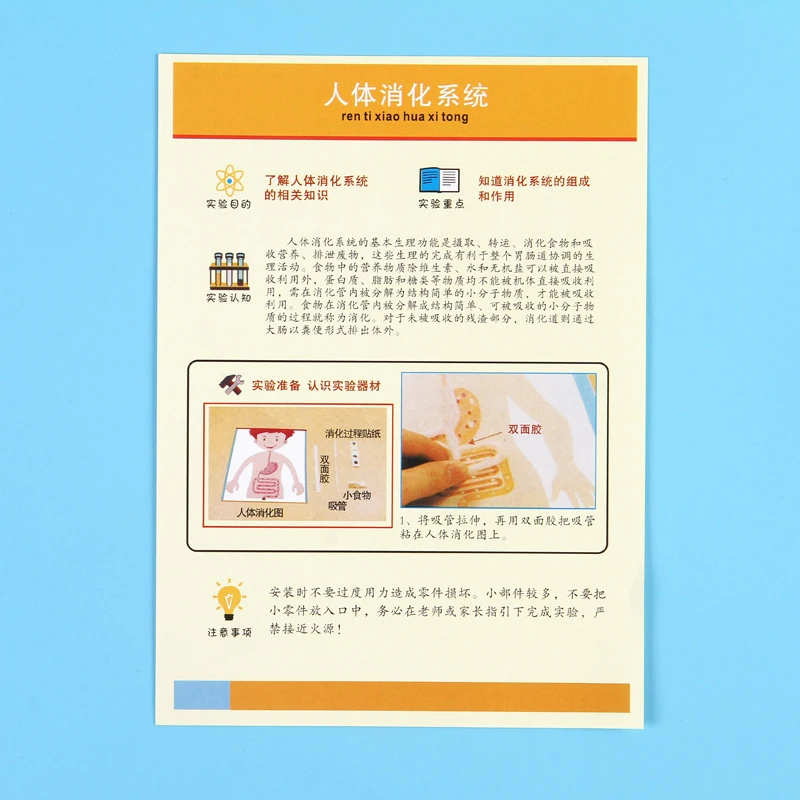 Human Digestive System Model, Human Body Parts Teaching Aid, Handicraft Puzzle