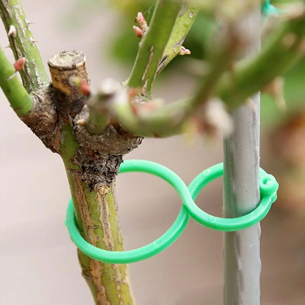 50/100 Stuks Plant Rotan Clip Gebundelde Gesp Vaste Steun Beugel Tuin Plant Onzichtbare Wijnstok Klimmende Entbevestigingstool