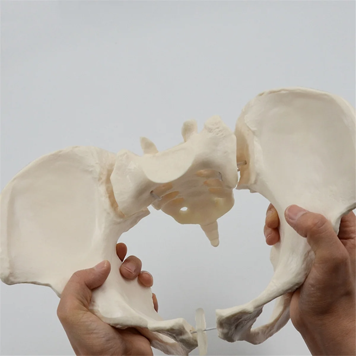 1:1 Female Pelvis Model,Life Size Female Pelvic Skeleton Model, Anatomy Model for Science Education