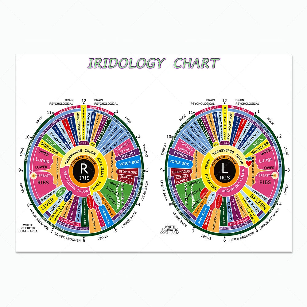 Iridology chart art ophthalmologist poster for health assessment by reading iris pattern in eye