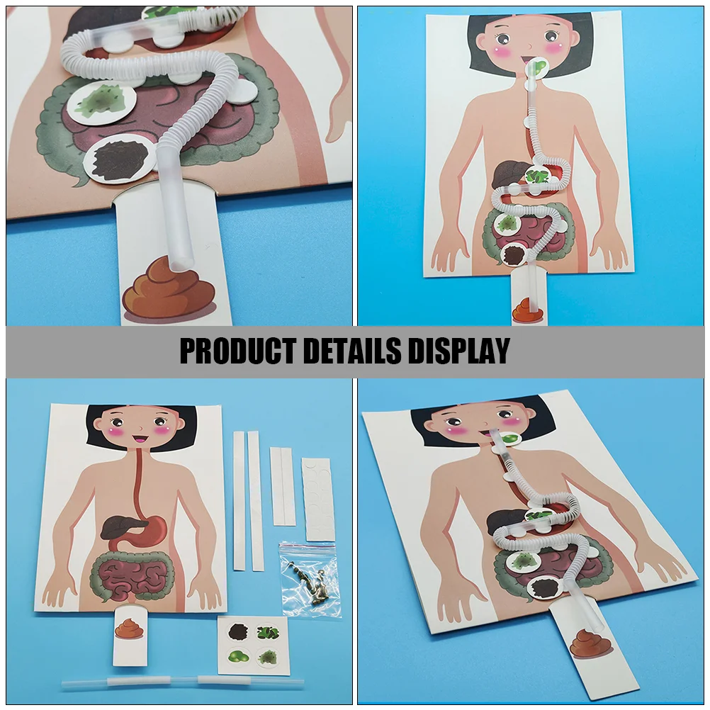 Kit d'expérimentation scientifique pour enfants, modèle de système digestif, nourriture humaine, modèles en plastique, simulation pour enfants, fournitures de bricolage, 2 ensembles