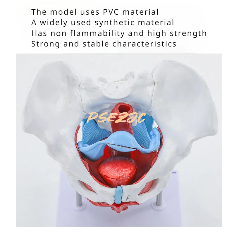 미니 골반 건강 인체 의료 골격 여성 요추 뼈 관절 모델, 교육 용품, 활동 가능