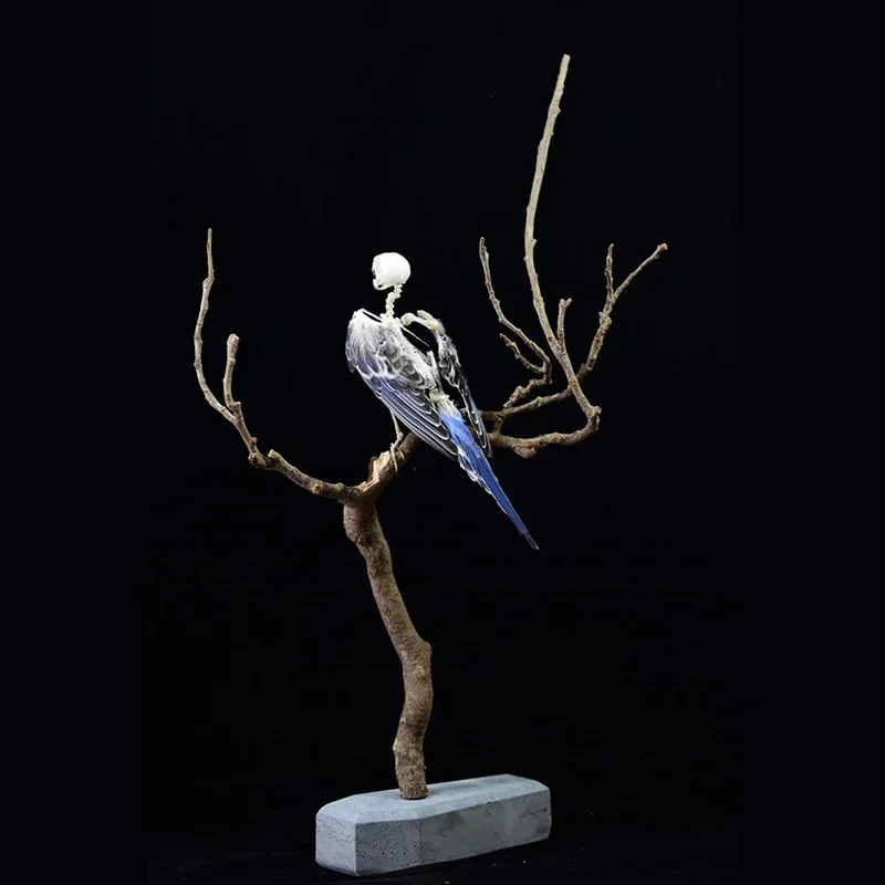 2041 Avian Skeletal Art Arboreal Display Gothic Anatomy Study Articulated Bone Configuration Replica Mythical Bird Bone Perch
