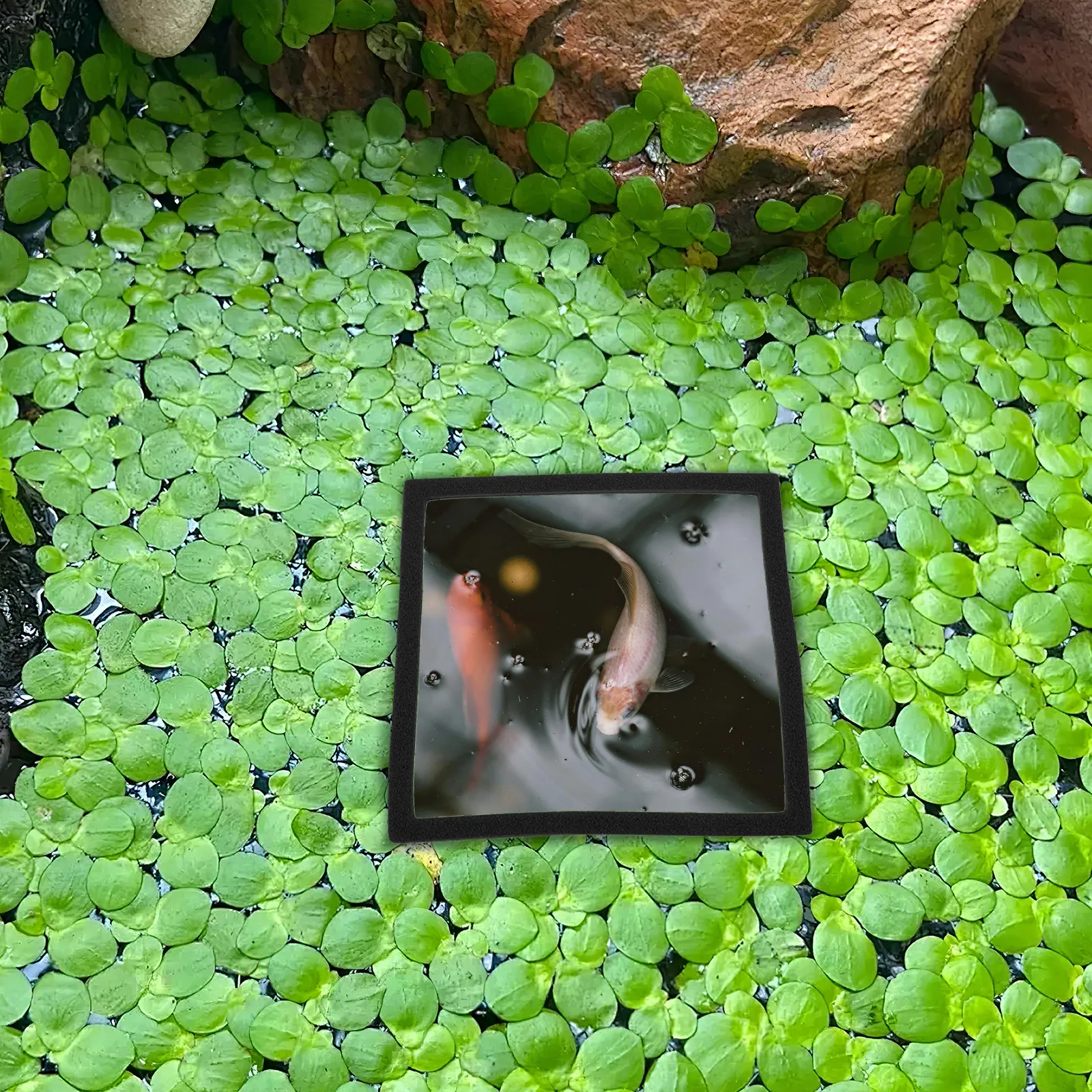 Aquarium Plant Rings - 5 piezas de anillos flotantes para