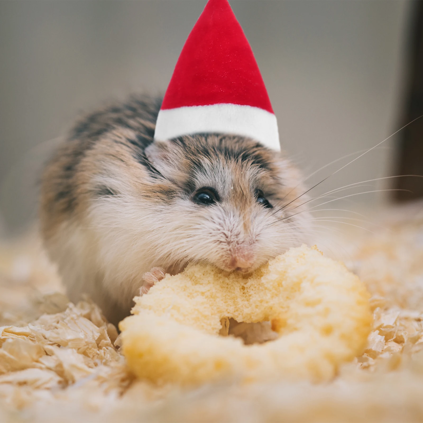 

Pet Hat Scarf Hats Has Holiday Costume Hamster Accessories Headdress Puppy Men and Women