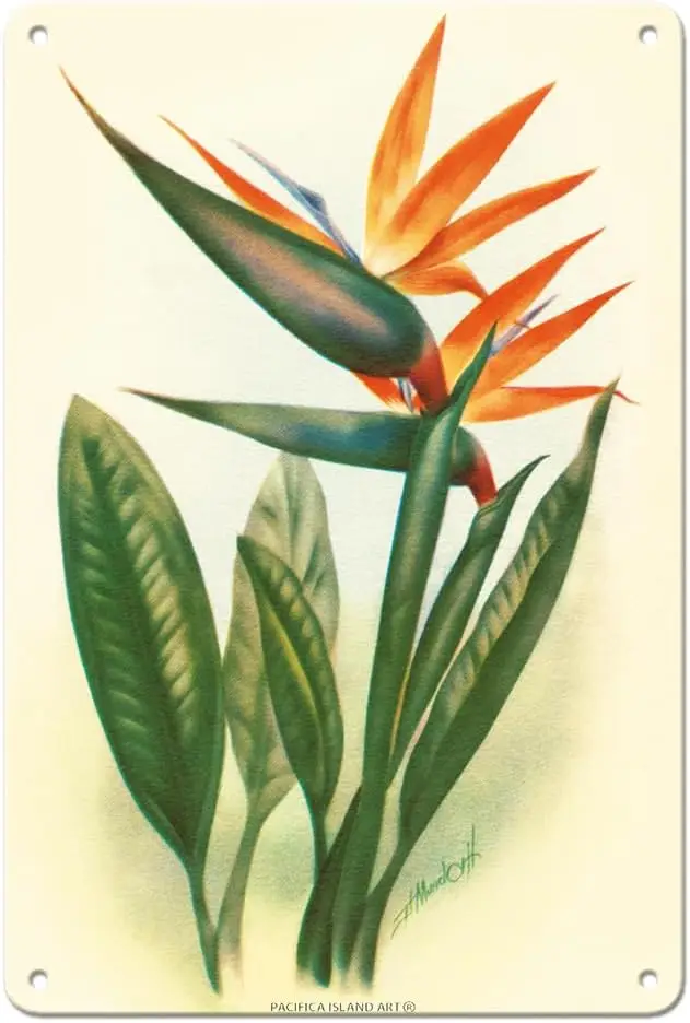 Hawaiian Bird of Paradise - Vintage Hawaiian Airbrush Art by Ted Mundorff c.1940s - 8 x 12 inch Vintage Metal Tin Sign