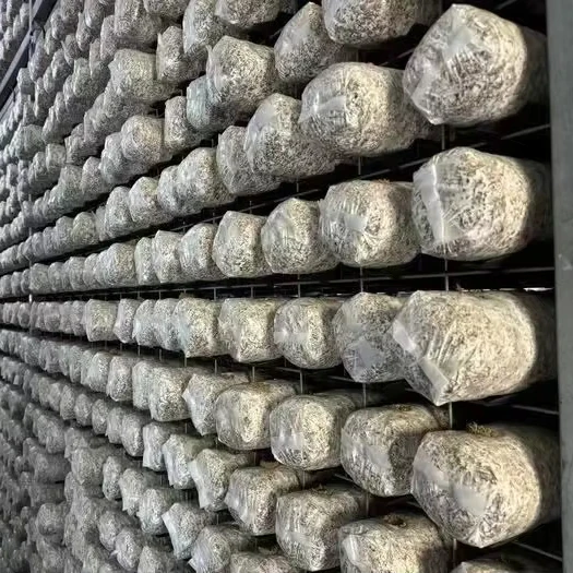 

Хорошее качество сборной холодной комнаты для выращивания грибов и выращивания