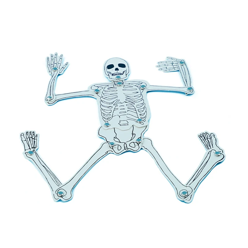 Human Skeleton Model Educational Toys Science Experiments Skeleton Anatomy Model DIY Assembly Science Kits