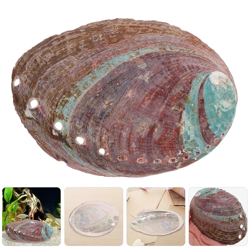 Abalone Shell Aromatherapy Burning Container Rough Natural Shell Multi-Function Holder Home Desk Decoration Household Decor