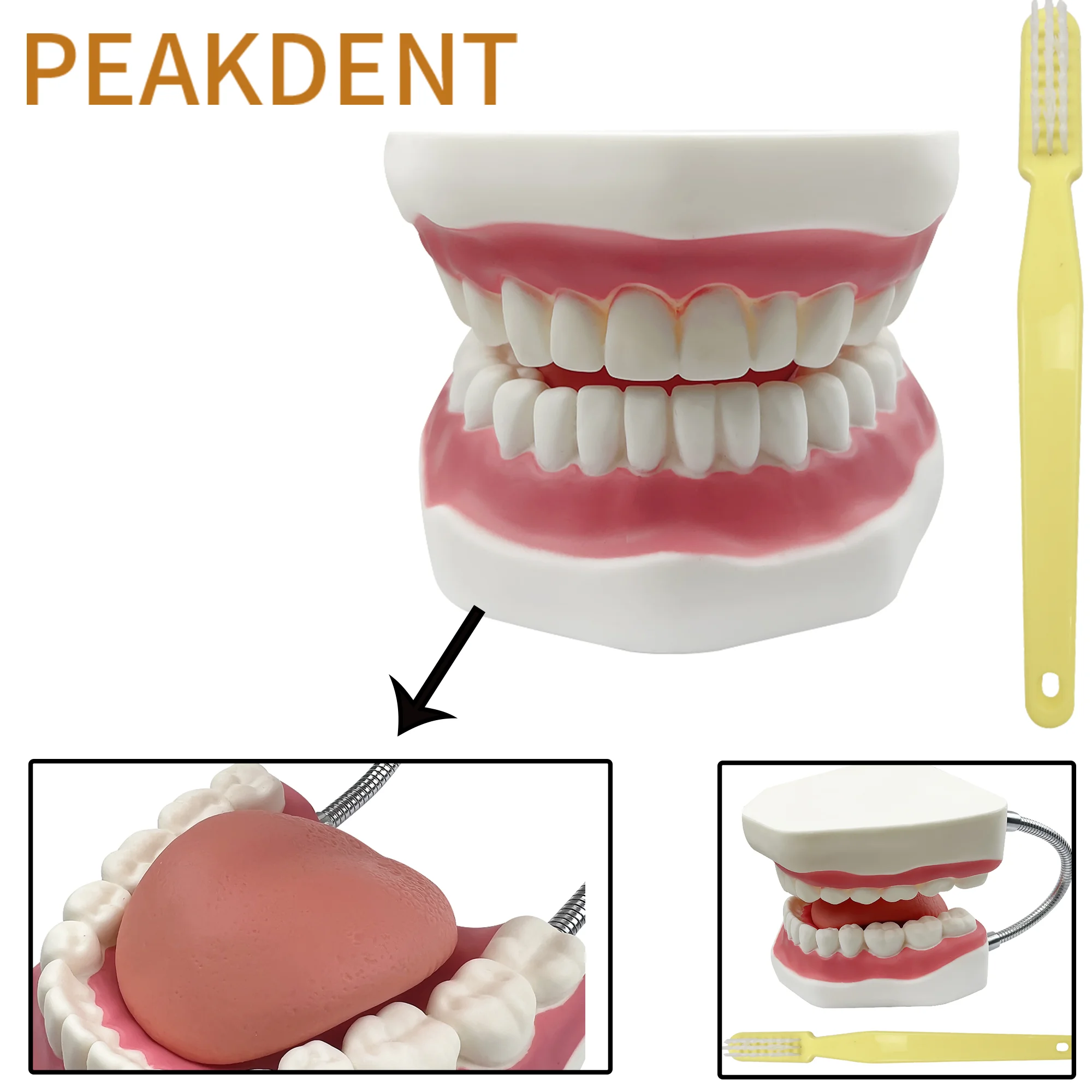 Giant Teeth Dental Demonstration Model with Toothbrush Enlarged 4 Times Student With Big Toothbrush Dentist Demonstration Tools