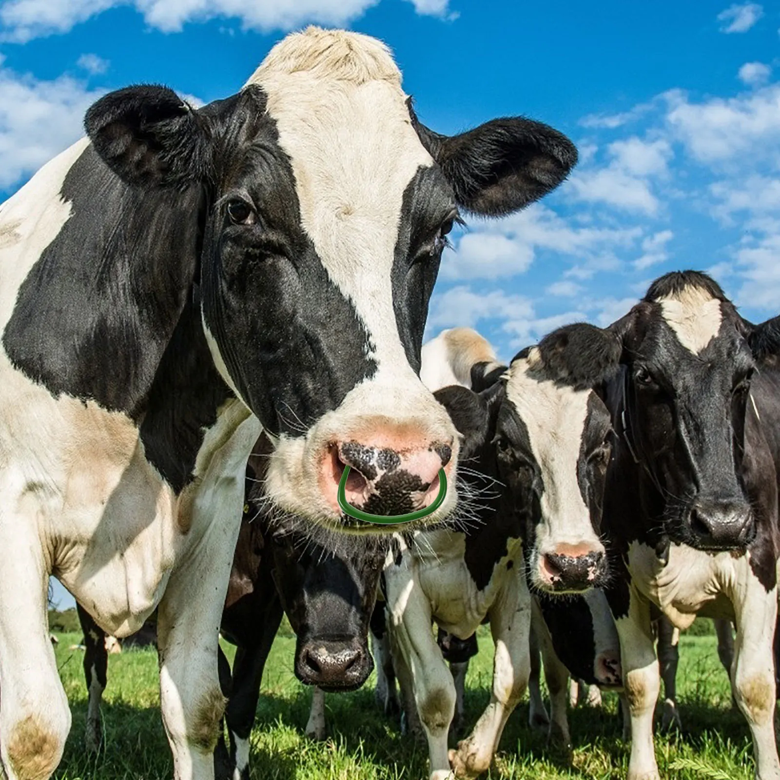 

10pcs Cattle Traction Supply Durable Livestock Nose Ring for Farm Bull Cow Management Tool Safe Reliable Circle