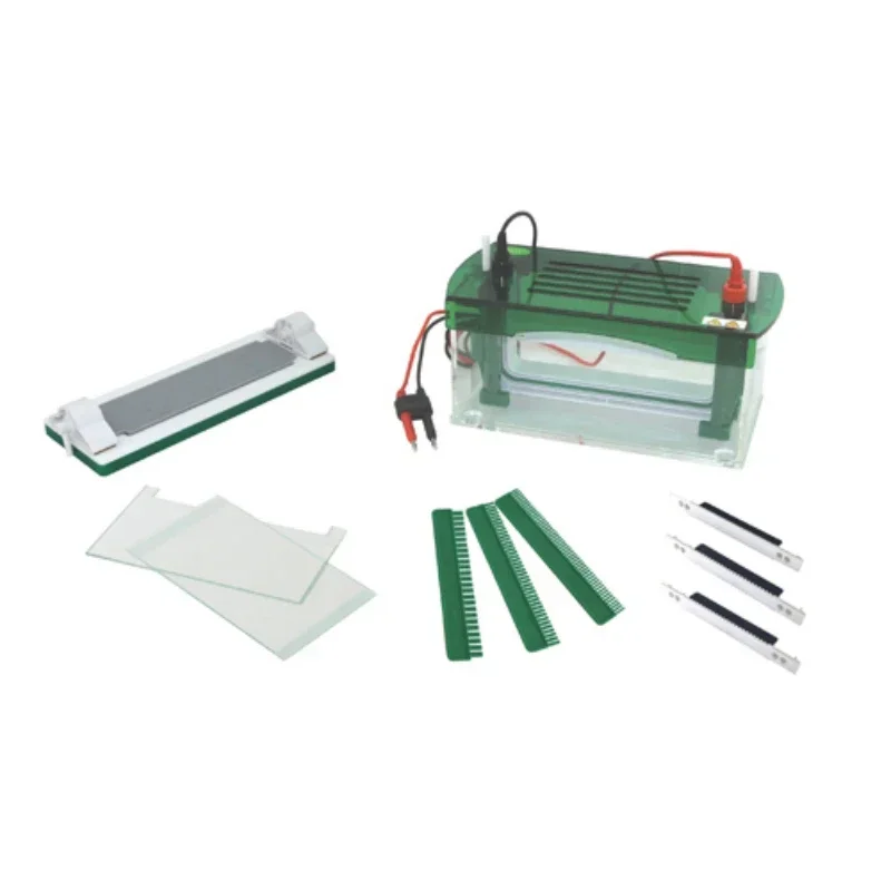 Rapid SSR Vertical Electrophoresis