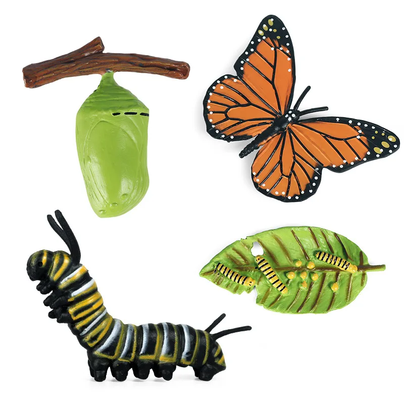 

Simulation Life Cycle Animals Model Montessori Toy Children Insect Plant Growth Cycle Biology Science Educational Toy