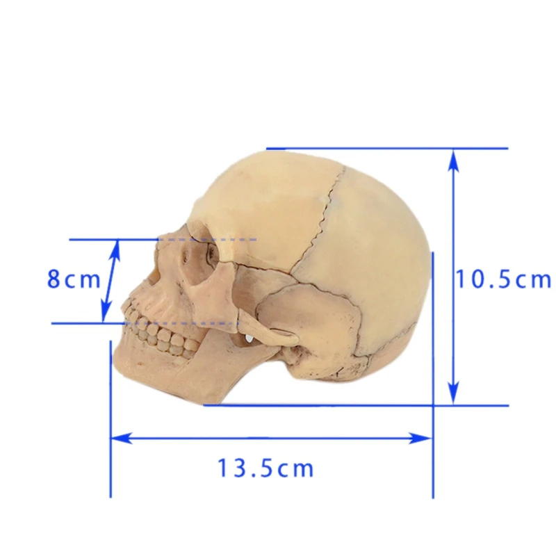 4D Disassembled Skull Anatomical Model Detachable Teaching Tool