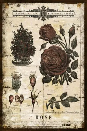 Hendrick's Gin Botanicals Rose Advert, Vintage Aged Look New Metal Sign