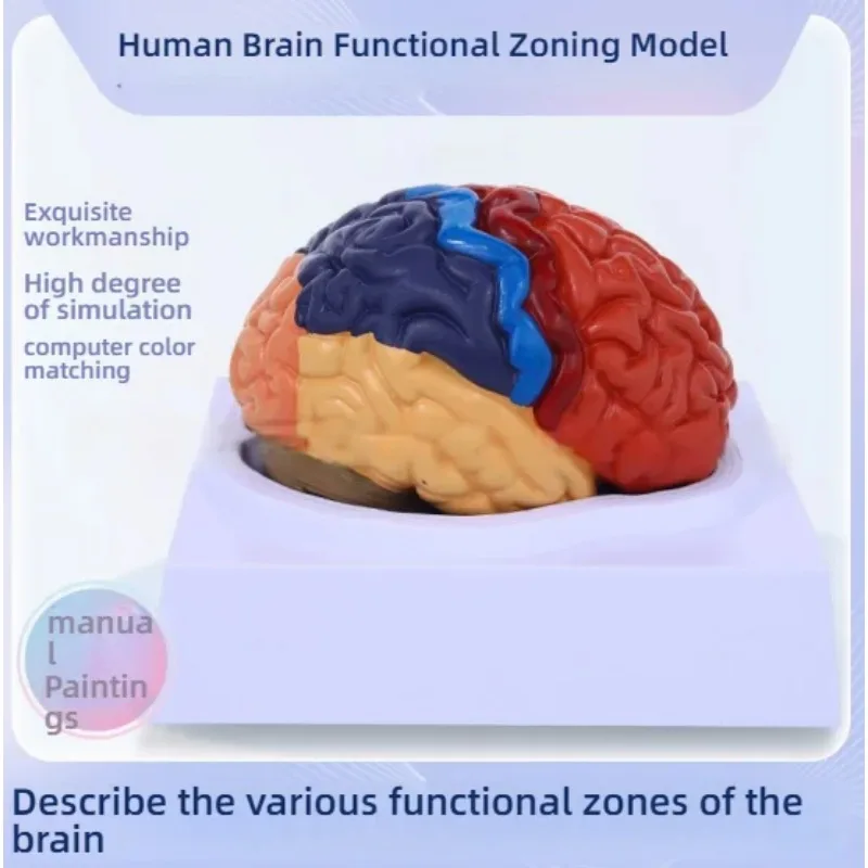 

Уникальная модель человеческого мозга в натуральную величину из ПВХ в масштабе 1:1, с функциональными кортевыми перегородками с цветовой кодировкой для преподавания медицинских наук