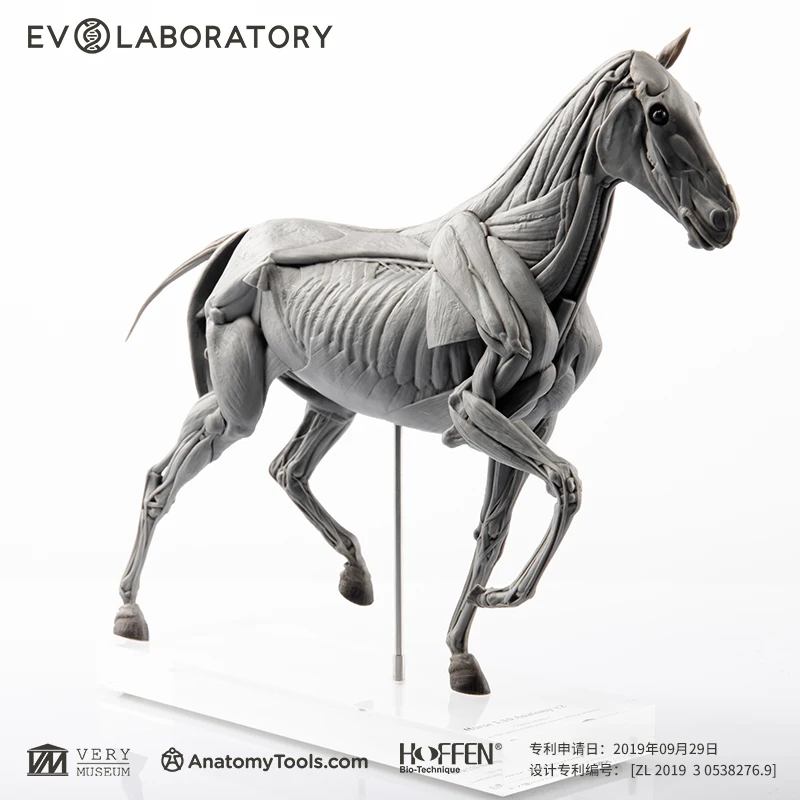 Imagem -02 - Evo Muscle Anatomy Pvc Cavalo Ciência Educação Modelo Handheld Decoração Arte e Ensino Médico Escultura