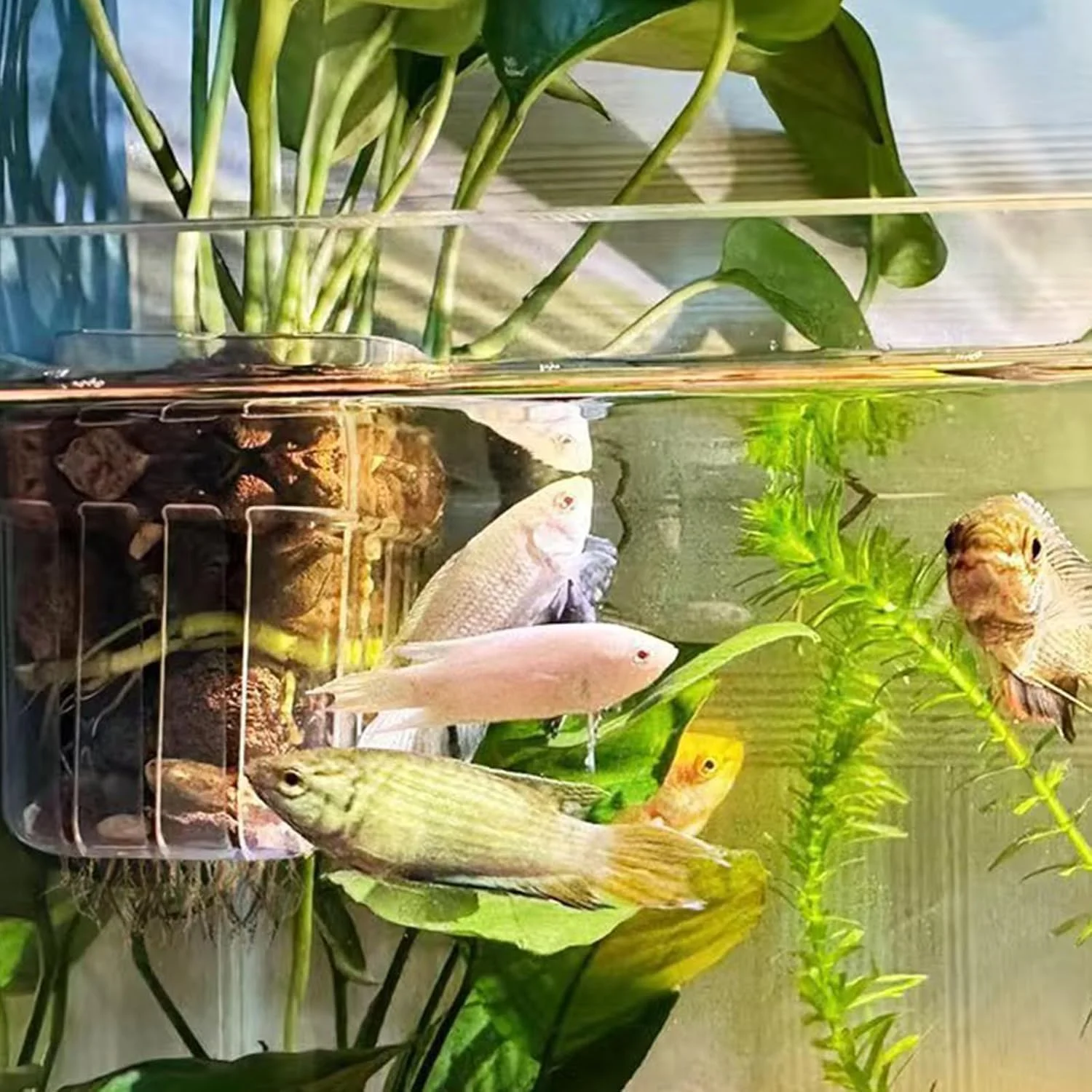 Clear Acrylic Aquarium Plant H - Aquarium Planted Wall ulasan dan harga