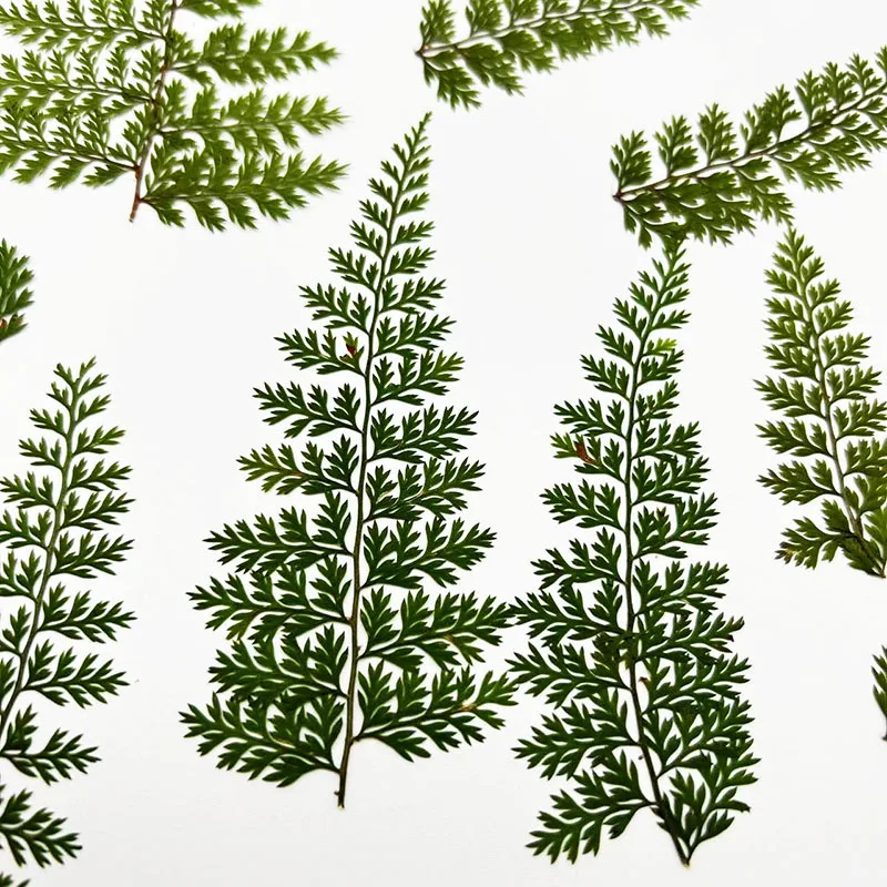 100Pcs Natural Rain Fern Leaf Specimens, Fern Plant DIY Materials, Photo Frame Pressed Flower Art, Resin Crafts, Dried Flower Pressed Flowers