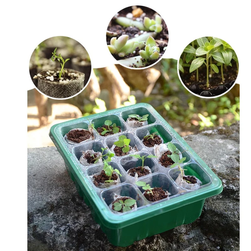 6/12 Holes Seed Starter Tray With Humidity Dome Succulent Propagation Tray Mini Greenhouse Germination Tray For Succulent Plant