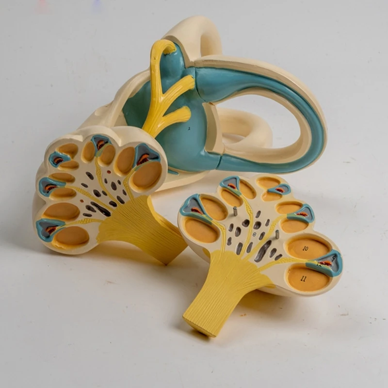 Modelo anatomía interna del ampliado Modelo anatomía del oído interno humano ampliado