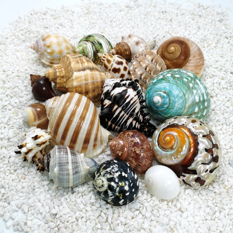 Conch Shell Hermit Crab Shell Fish Tank Landscaping Home Decoration