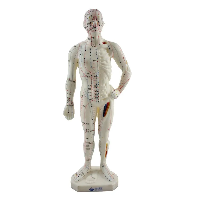 Medical Chinese / English Medicine Meridians Acupuncture and Moxibustion Model Point Mannequin Acupuncture Manikin Model 26cm